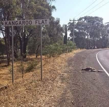 Kangaroo_Flat_
