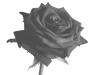 My_symbol-The_Obsidian_Rose