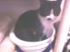 NEW_FROM_DR_SUESS-THE_CAT_IN_THE_BOWL!!