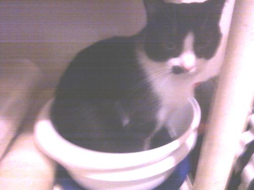 <img500*375:stuff/NEW_FROM_DR_SUESS-THE_CAT_IN_THE_BOWL%21%21.jpg>
